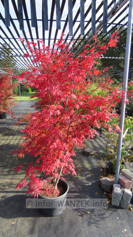 Acer shirasawanum Yasemin - Herbst 04.JPG
